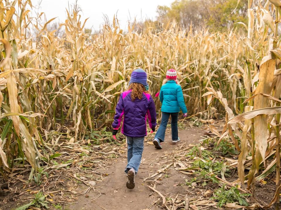 Two young children walk through a corn maze