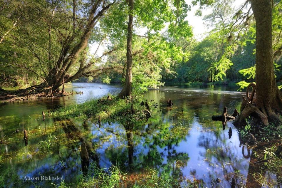 Little Awesome Preserve is a 195-acre tract along the lower Santa Fe River. Alachua Conservation Trust outbid a real estate development group from Jacksonville at a land auction for the property, which it bought with a loan from The Conservation Fund. As part of its Rise Up for the Santa Fe River Campaign, ACT is working to protect 75,000 acres of land in the Santa Fe River basin by 2045.