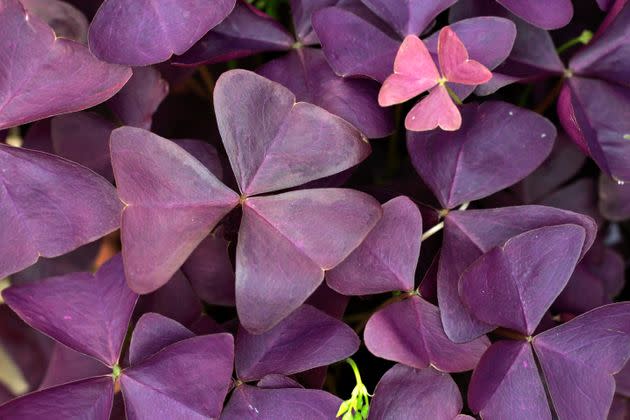 Shamrock plants, like Oxalis triangularis, or false shamrock, have soluble calcium oxylates that can be absorbed by your pet and cause kidney damage. (Photo: imageBROKER/Juergen & Christine Sohns via Getty Images)