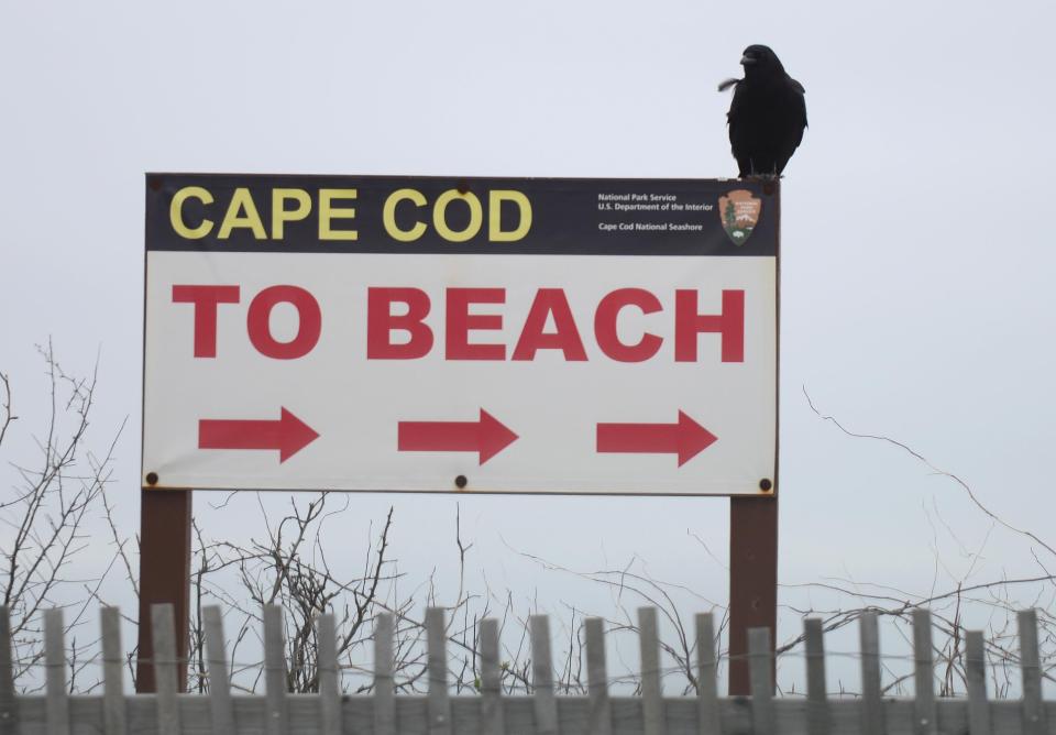 NORTH EASTHAM 04/15/23  A beach day for this crow with a waterfront parking spot at Nauset Light Beach in North Eastham as mild air drew crowds to the Cape Cod National Seashore. Cape Cod Times/Steve Heaslip