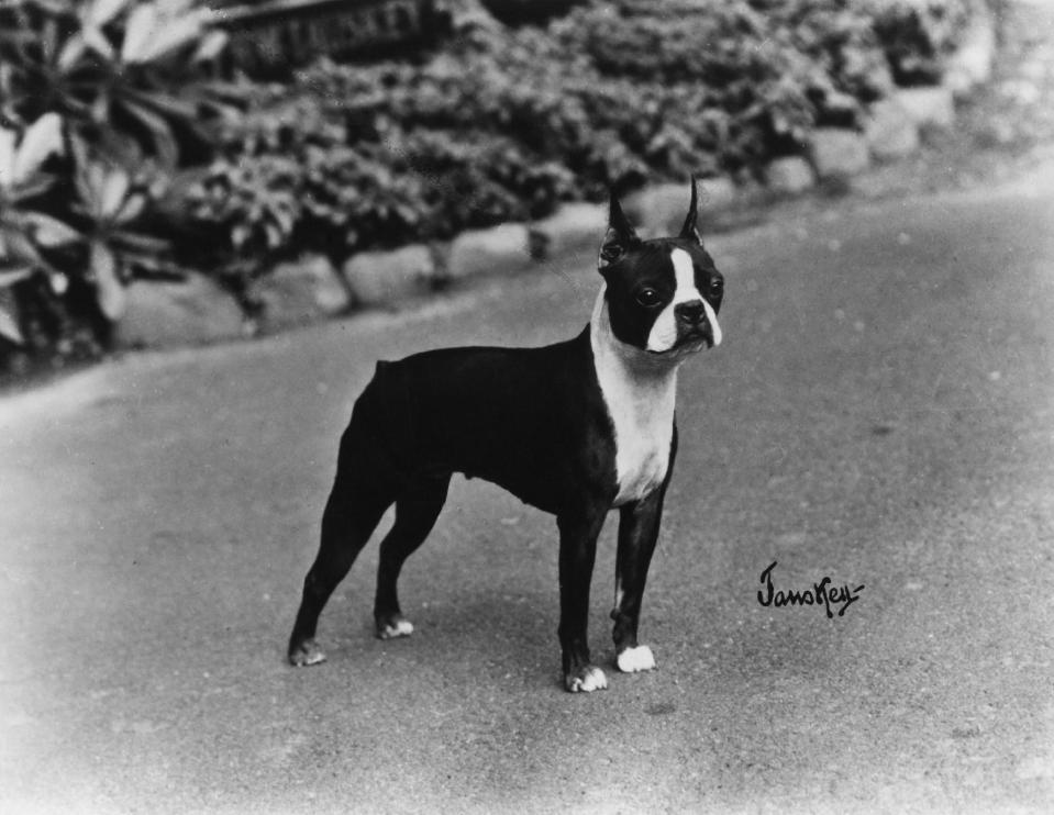 This undated publicity photo provided courtesy of American Kennel Club shows a Boston terrier. In the 1910s, the Boston terrier takes over at No.1 and remains the only "made in the U.S.A." breed to reach the top spot. The dog is known as America's gentleman. (AP Photo/Courtesy American Kennel Club)