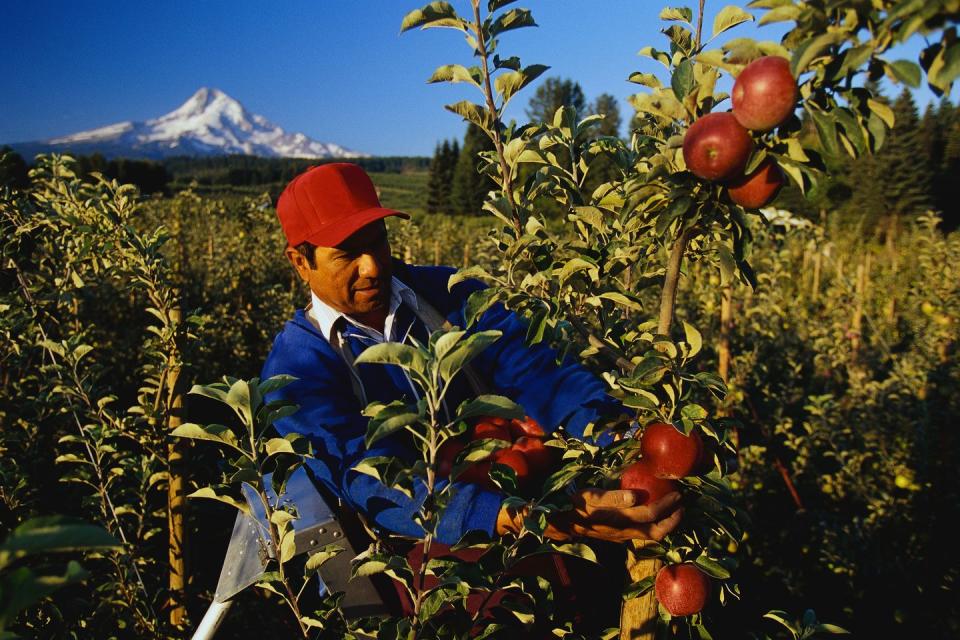 2) Most of the apples you eat are from the Pacific Northwest. (Washington)