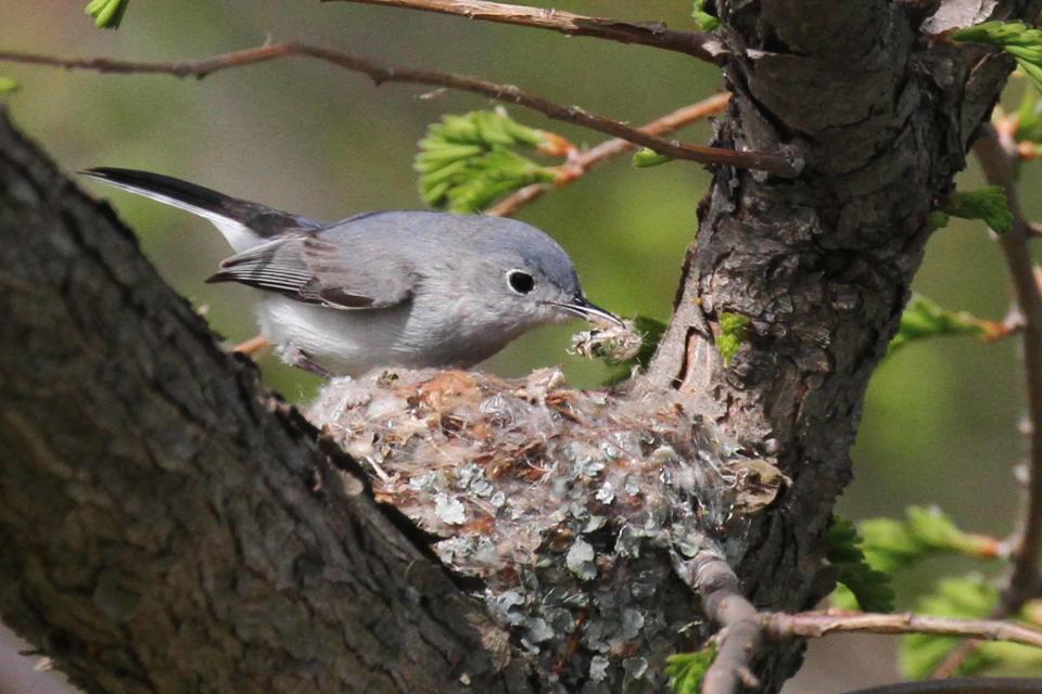 By noting what birds like this blue-gray gnatcatcher use to build their nests, we can better understand what natural materials we should provide in our yards.