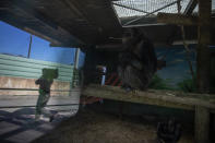 A chimpanzee looks out as a zoo keeper carries food past it's enclosure at the Attica Zoological Park, in Spata, near Athens, on Thursday, Jan. 21, 2021. After almost three months of closure due to COVID-19, Greece's only zoo could be approaching extinction: With no paying visitors or state aid big enough for its very particular needs, it still faces huge bills to keep 2,000 animals fed and healthy. (AP Photo/Petros Giannakouris)