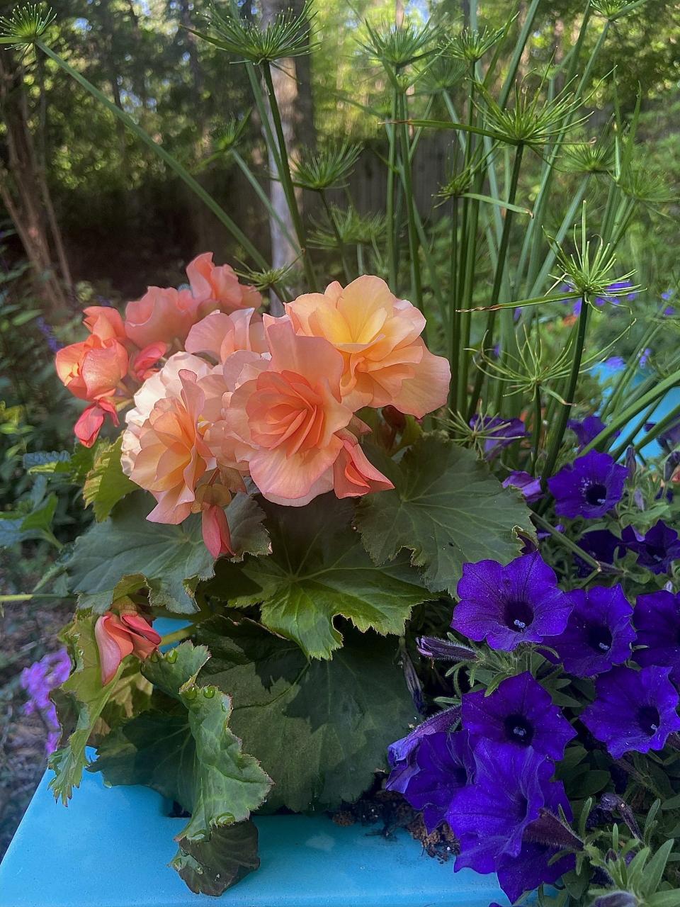 In this container The Garden Guy has paired Supertunia Mini Vista Ultramarine with Solenia Apricot begonia and Graceful Grasses, Queen Tut papyrus.