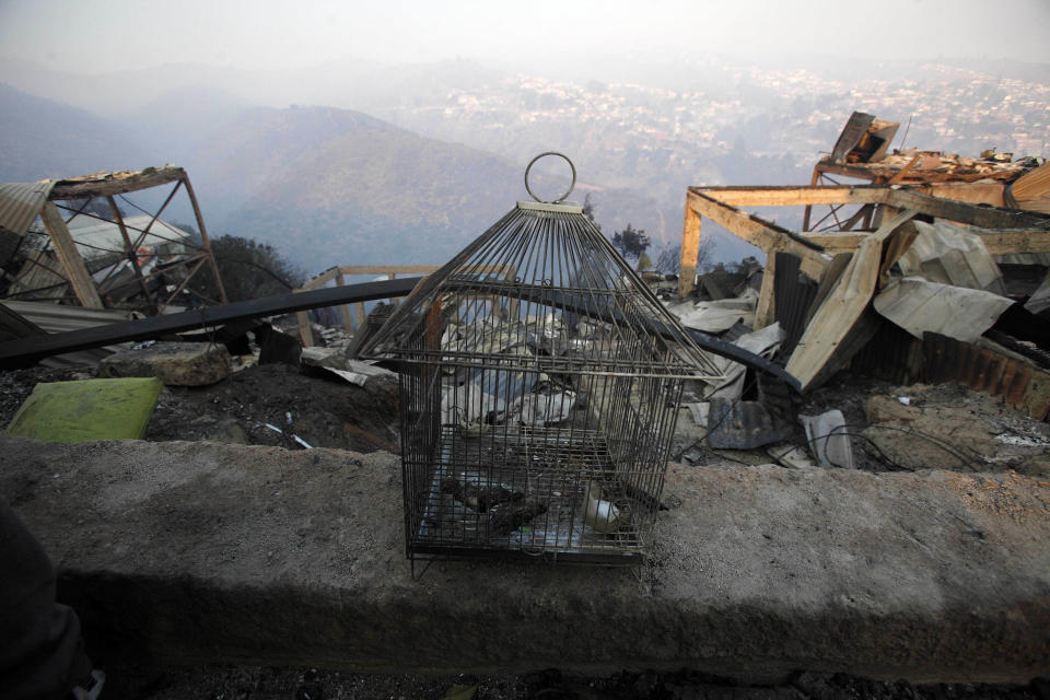 Birds lie dead inside a birdcage after a large forest fire reached urban areas in Valparaiso, Chile, Sunday April 13, 2014. Authorities say the fires have destroyed hundreds of homes, forced the evacuation of thousands and claimed the lives of at least seven people. ( AP Photo/ Luis Hidalgo)