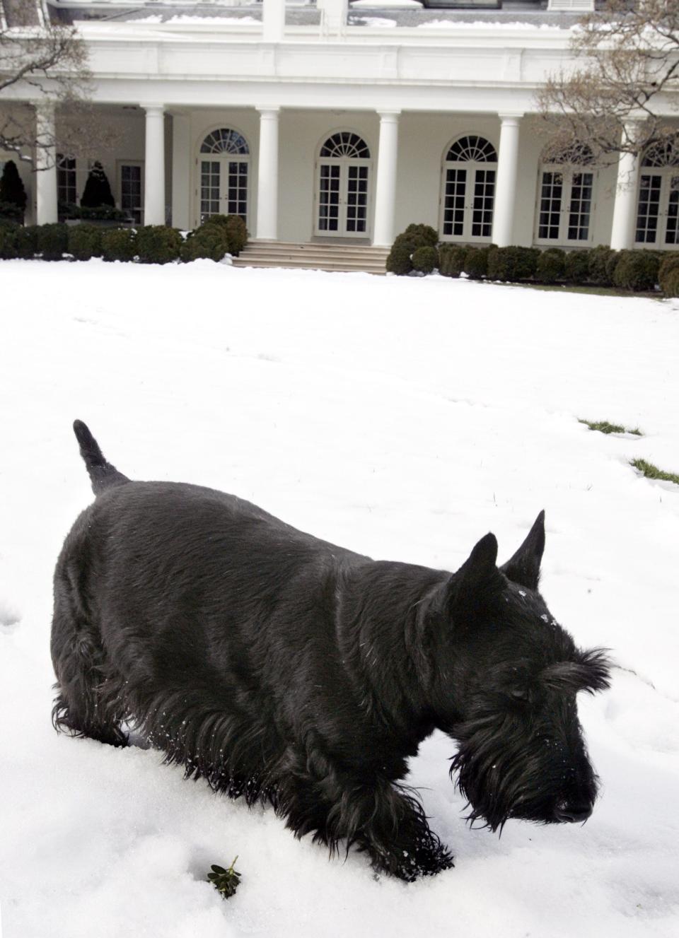 President George W. Bush's late dog, Barney, plays in the snow in the Rose Garden at the White House on Feb. 14, 2006.
