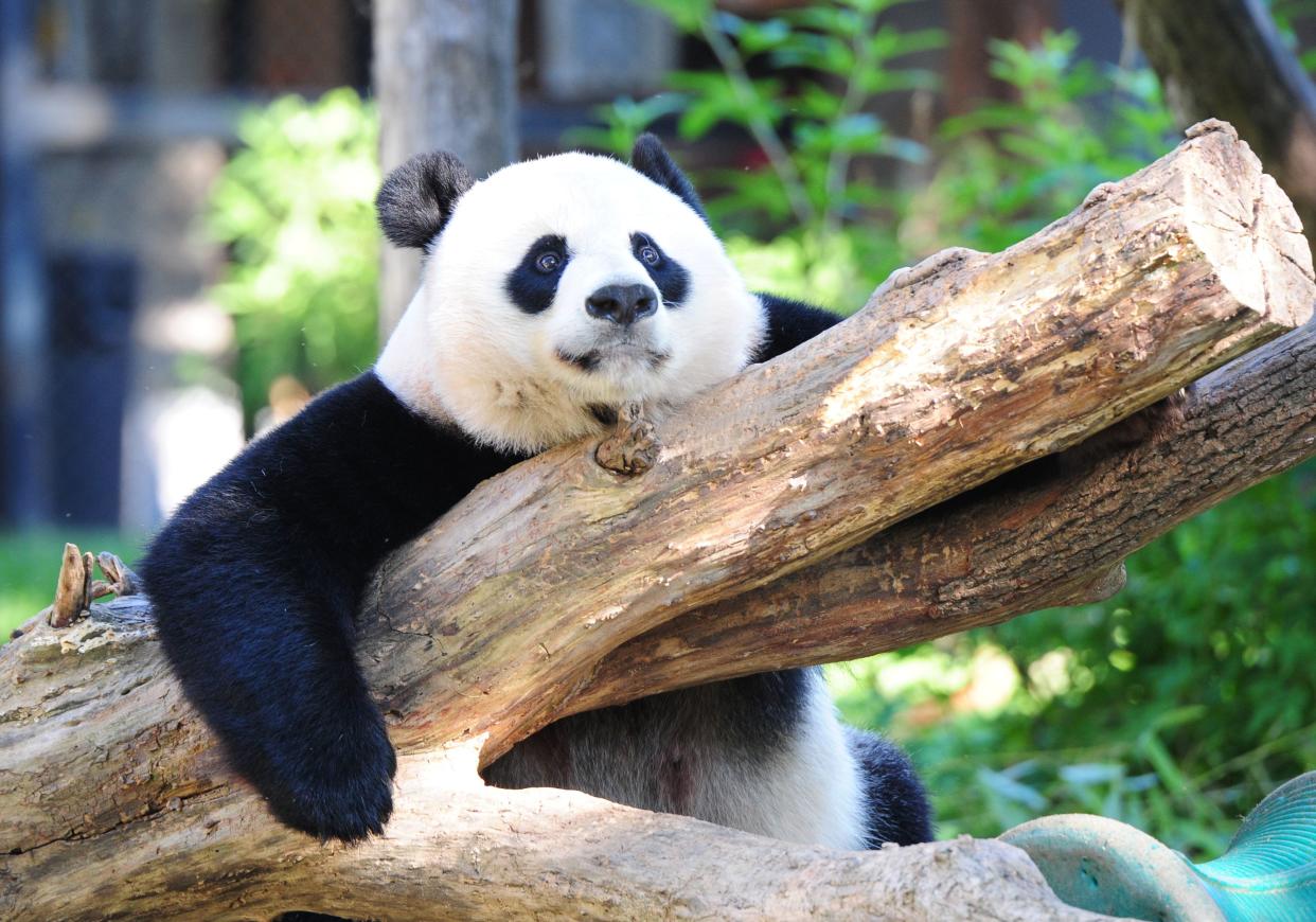Giant panda Mei Xiang rests in her enclosure August 24, 2016 at the National Zoo in Washington, DC.