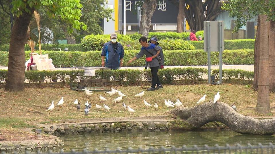 台中公園「鴿」滿為患！　市府出招餵節育飼料　控制數量