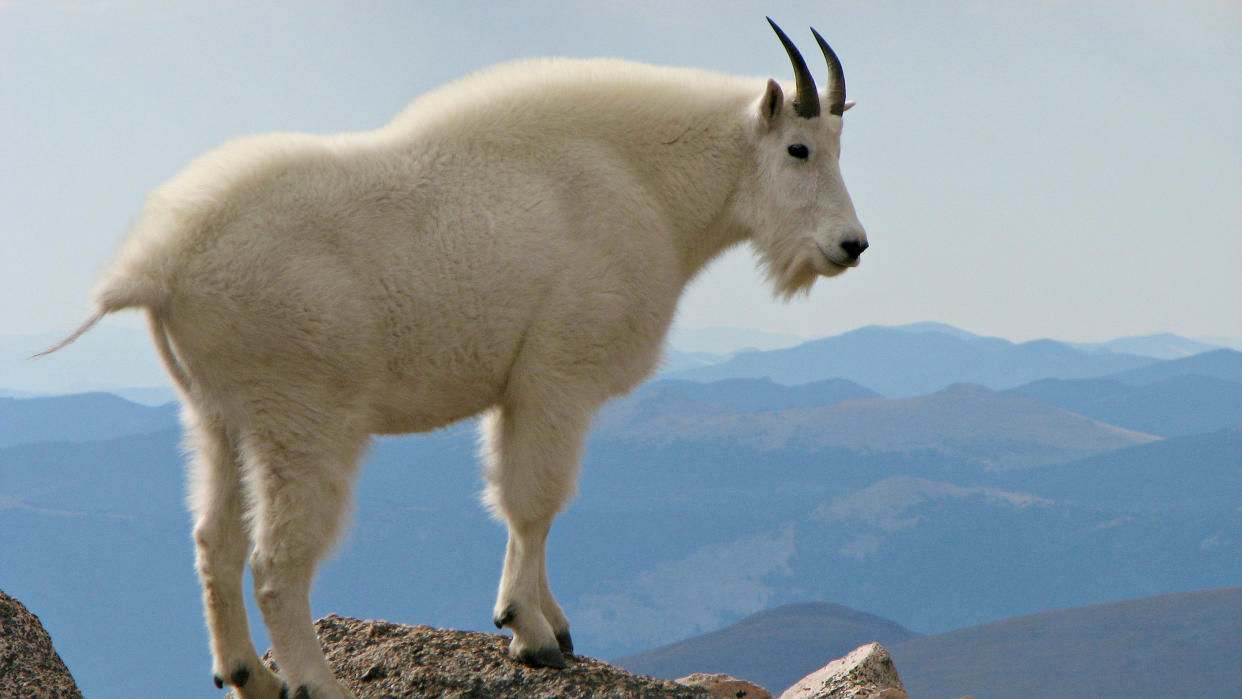  Are mountain goats dangerous: mountain goat. 