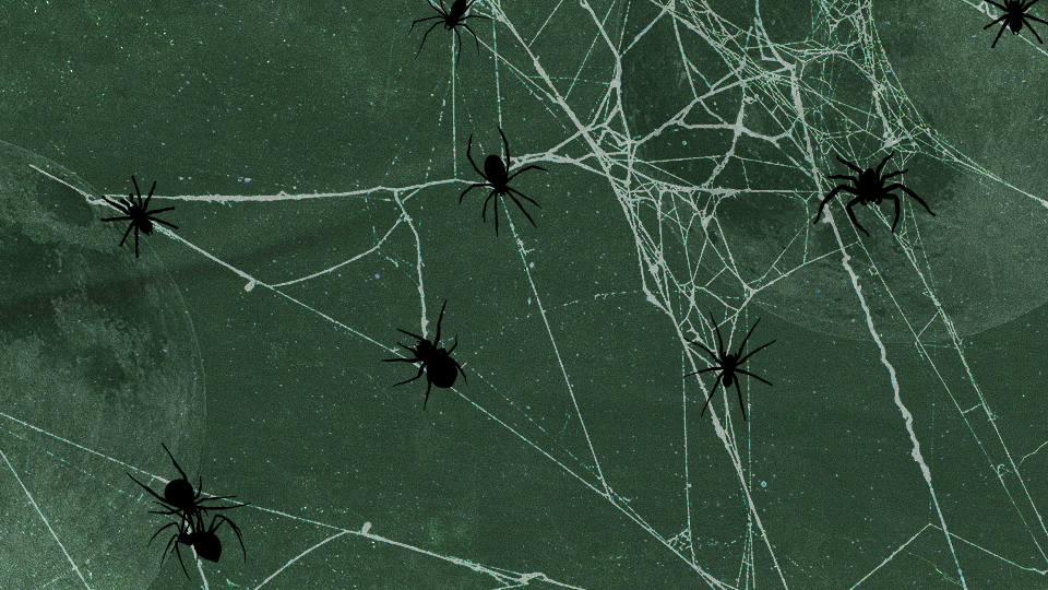 Here’s the Spider That Captures Why Each Zodiac Sign Is Scary & Misunderstood