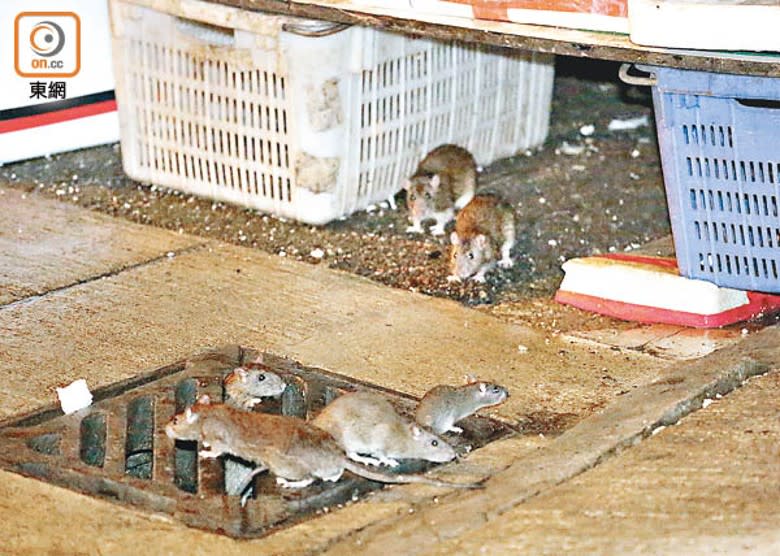 過去一年食環署捕獲逾5.7萬隻活鼠。