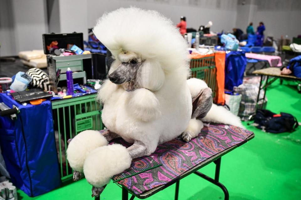 Poodles are prepared ahead of being shown at day one of Crufts 2020 (Getty Images)