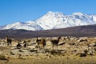 <p>A pesar de su extrema aridez, entre los meses de diciembre y marzo, época que se conoce como el invierno altiplánico, las corrientes de aire húmedo de los Andes propician que caiga algo de nieve. (Foto: Rubén Figueroa / EFE). </p>