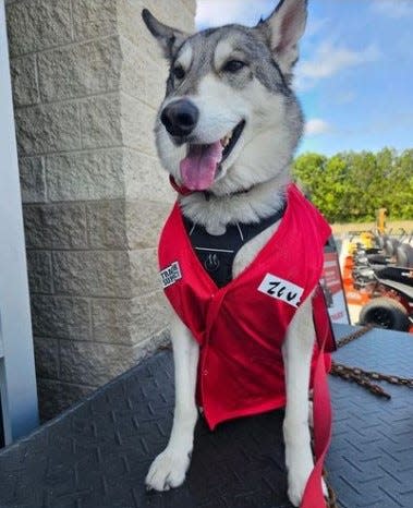 Zeus enjoys visiting Tractor Supply with his owner, Ron Monroe. Employees gave Zeus his own vest with name tag.