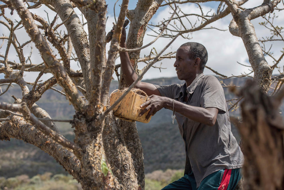 The world’s last wild frankincense forests