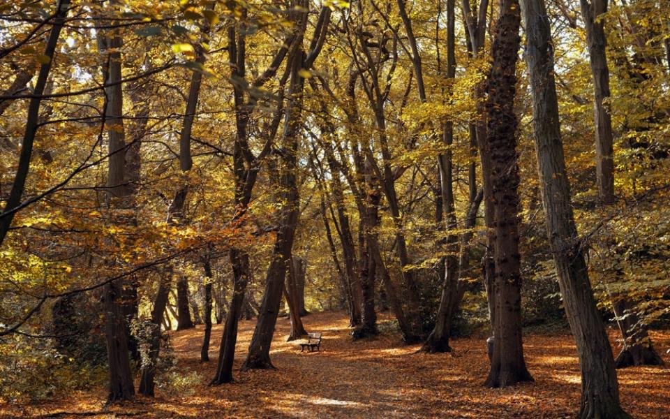 Highgate Woods - istock