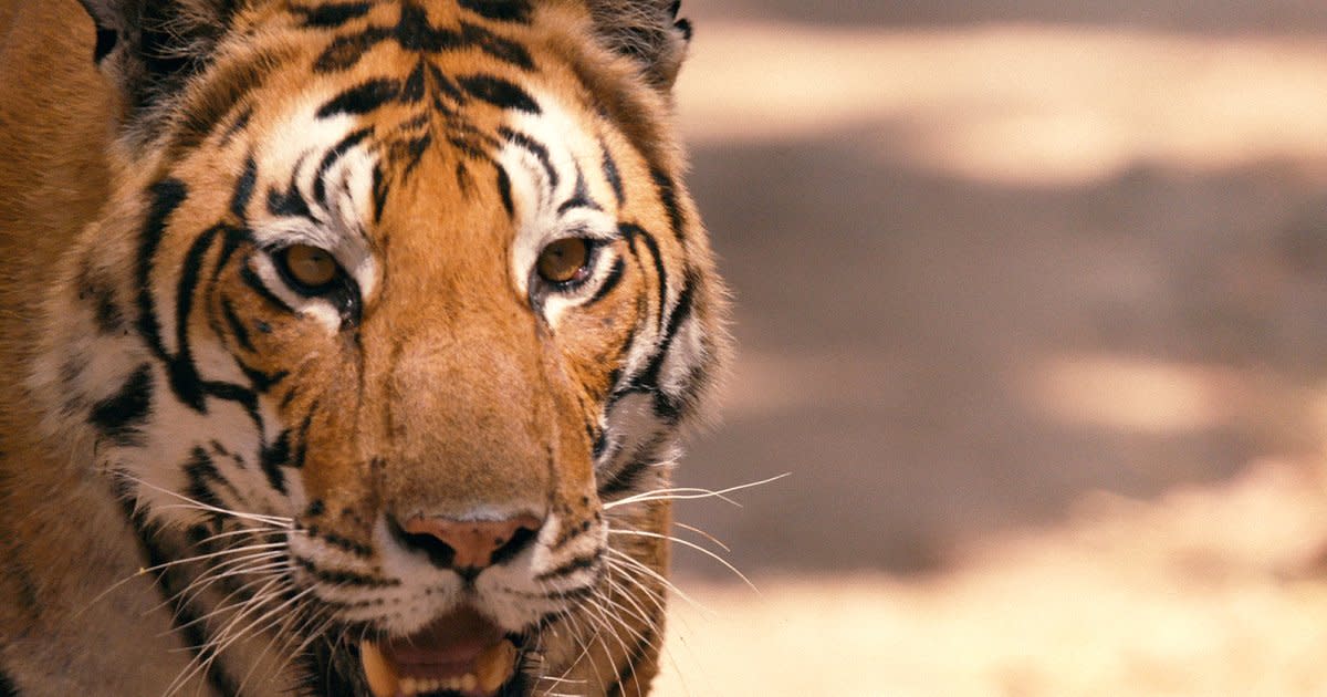 Bengal tigers could vanish from the Sundarbans, one of their final  strongholds