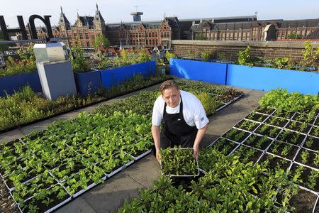 Chris Naylor, head chef at Michelin-starred Restaurant Vermeer, displays his rooftop grown herbs in Amsterdam, the Netherlands, May 27, 2015. REUTERS/Michael Kooren