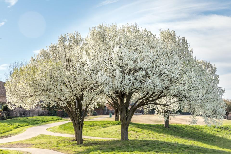 Bradford Pear Tree in Bloom