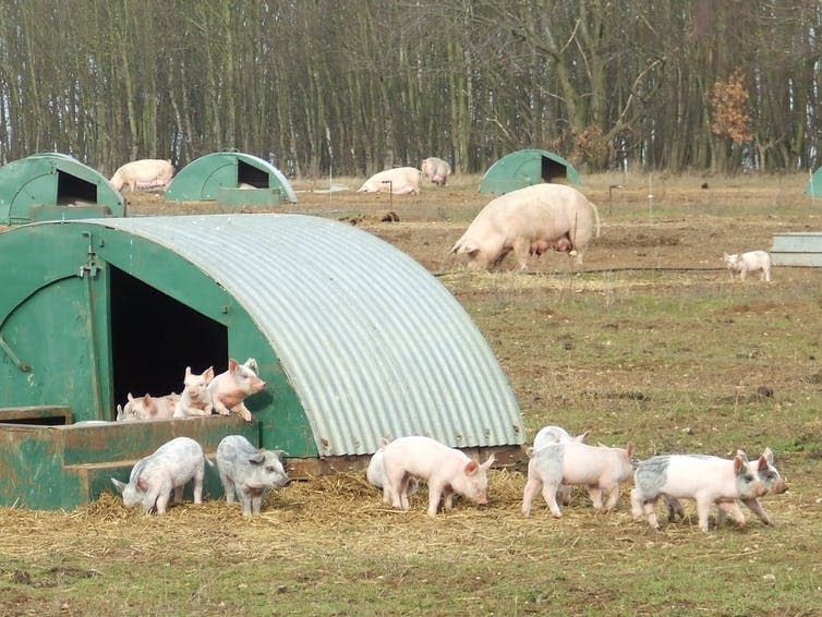 Young pigs play on a farm