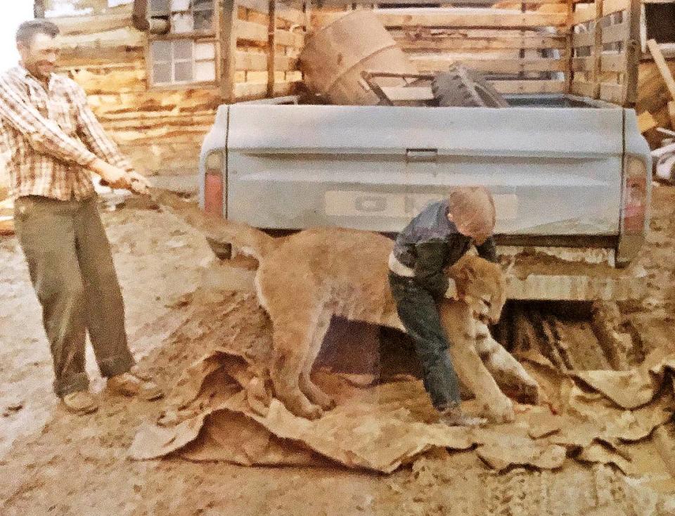 Six-year-old Russell Huffman riding a mountain lion his father, Jim, harvested from mountains near his home in Regina, New Mexico, in 1969. John Simpson, left, holds the big cat up with a rope.