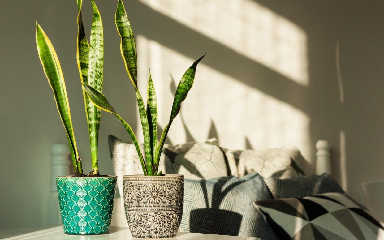 Sansevieria (snake plant) - Inna Luzan/iStockphoto