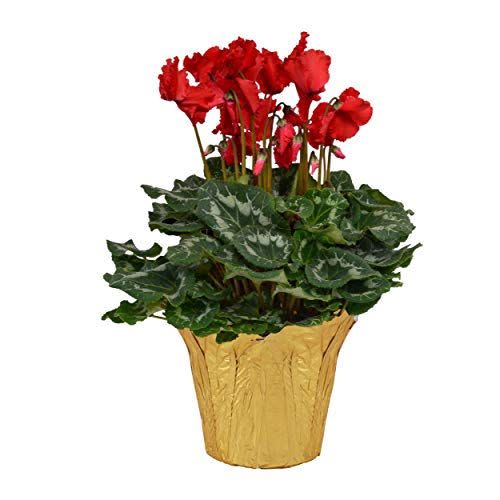 14) The Three Company Beautiful Flowering Cyclamen with Long Lasting Blooms, 6" Pot in Gold Deco Cover, Robust Red