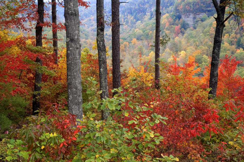 Red River Gorge, Kentucky