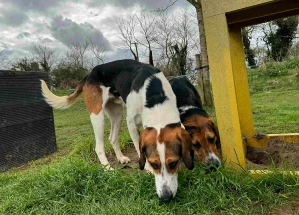 Eastern Daily Press: Henry and Hickory are looking for a forever home