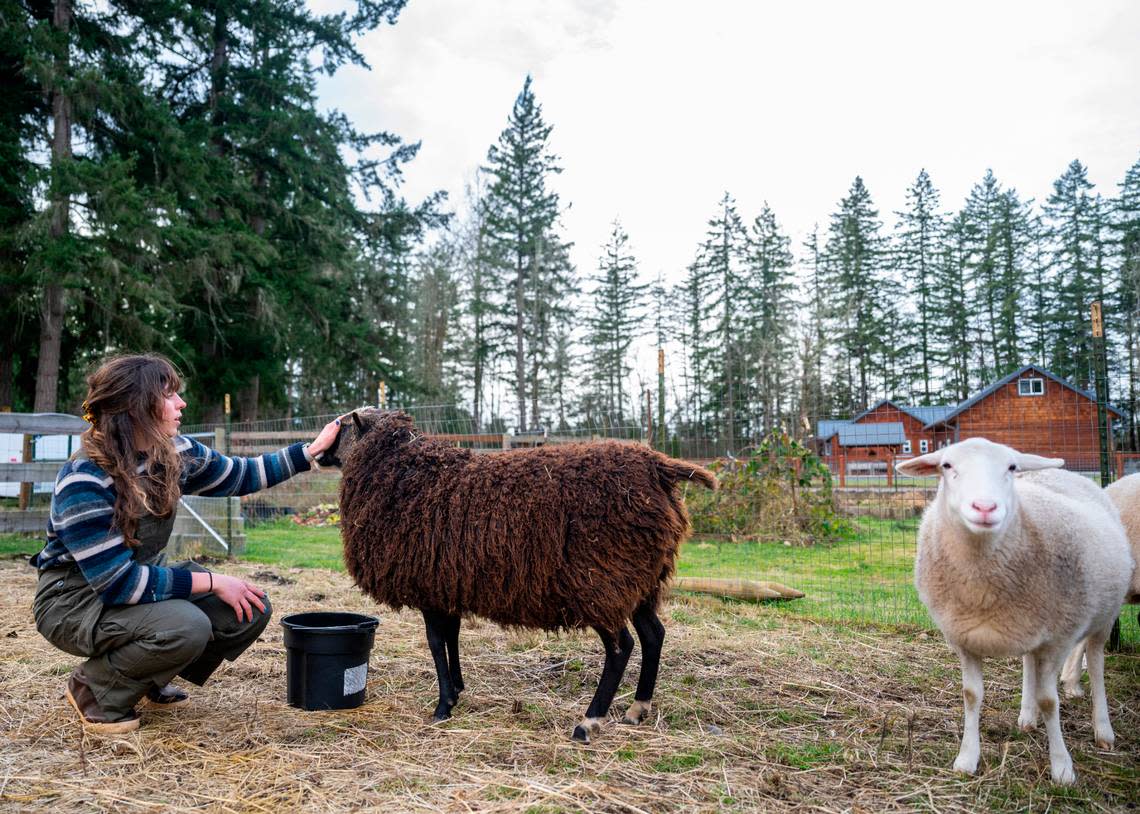 Petra Cole pets her sheep in a pasture on her family’s property in Eatonville on Jan. 5, 2023. Over 60 years ago, Cole’s great-grandparents purchased 40 acres of land where five families, including Cole’s and other relatives, now live adjacent to each other on 25 acres of the property.