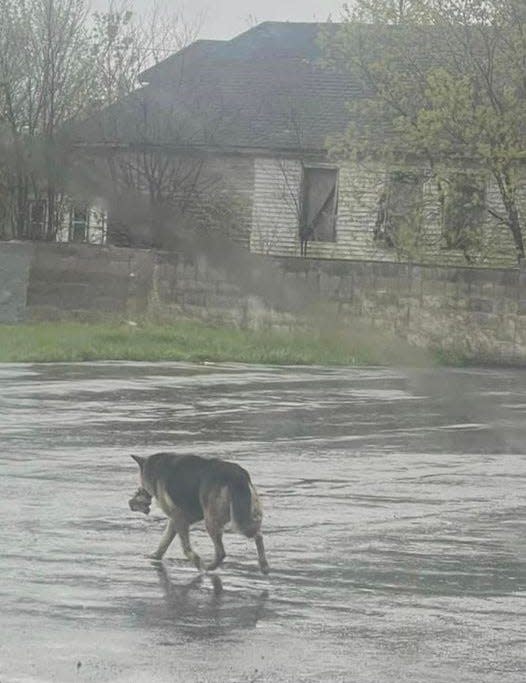 Nikki, a German Shepherd, was seen roaming the streets in Detroit for months after her owner died. Carrying nothing but a stuffed animal toy, she was eventually picked up by local volunteers and now has a foster home.