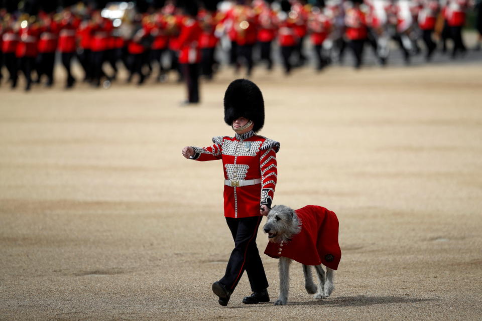 Seamus, the Irish Wolfhound regimental mascot dog of the Irish Guards is seen during the Colonel's Review ahead of the Trooping of the Colour taking place next week, on Horseguards Parade in London, Britain May 28, 2022. REUTERS/Peter Nicholls