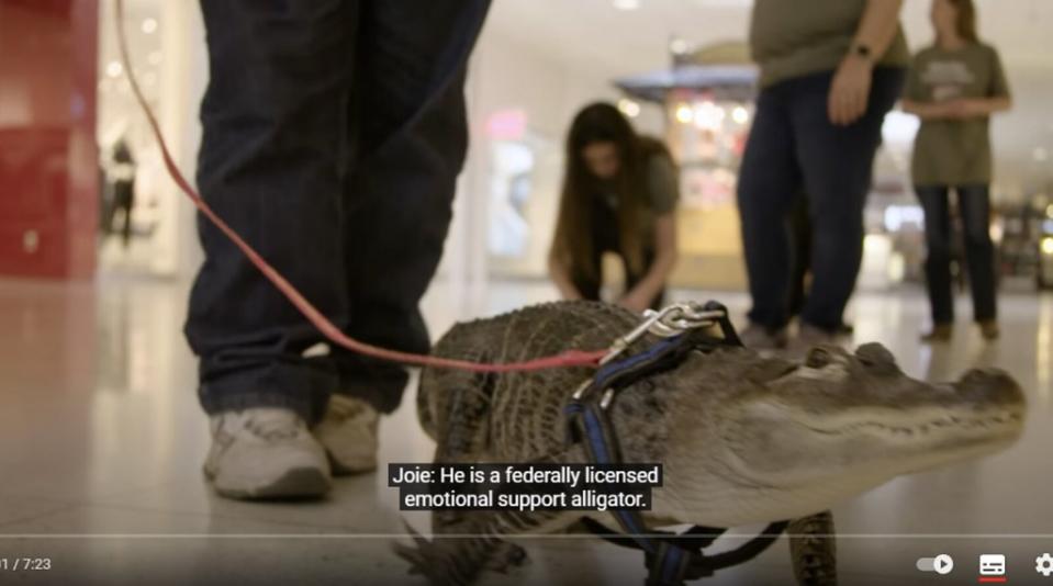 SMACC指出，影片合理化飼養野生動物，進而增進大眾的飼養慾望與需求，損害動物福祉並同時助長野生動物貿易。圖片來源：台灣防止虐待動物協會提供