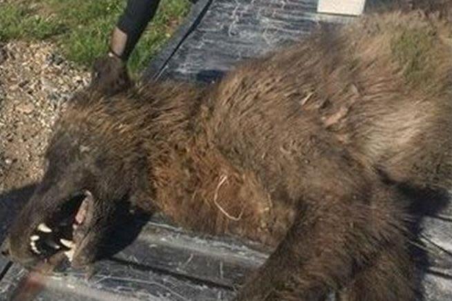 The mysterious 'wolf-like' creature: Montana Fish, Wildlife and Parks