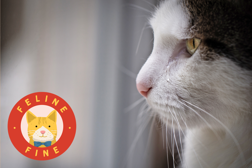 profile of a cat with a tear coming from his eye and the Feline Fine logo on the image