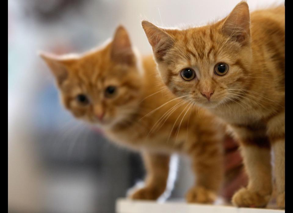 Milly, a 13-week-old kitten waits with her brother Charlie (L) to be re-homed at The Society for Abandoned Animals Sanctuary in Sale, Manchester which is facing an urgent cash crisis and possible closure on July 27, 2010 in Manchester, England. (Photo by Christopher Furlong/Getty Images)