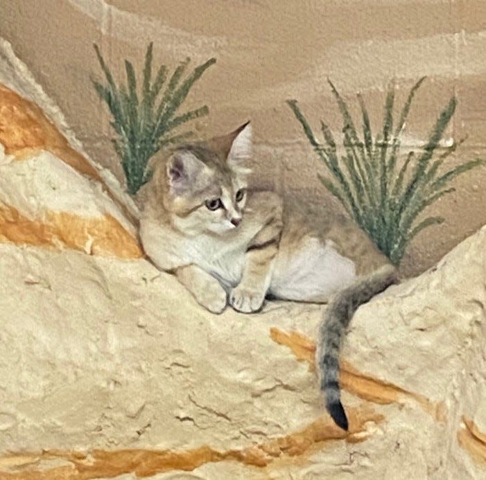 The Sand Cat is one of the unique animals available for visitors to see at the Ross Park Zoo in Binghamton, NY.