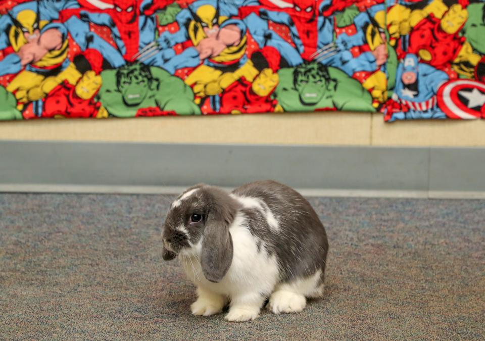 A bunny rabbit named Lady Venom is incorporated into Caitlyn Peterson's fourth grade class at Sunny Sands Elementary in Cathedral City, August 9, 2022. 