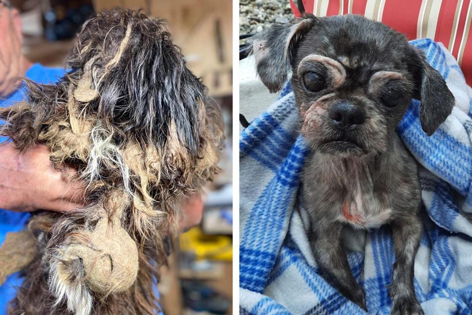 Before and after shots of Oliver for the Wahl Dirty Dogs Contest