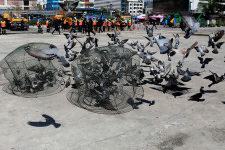 Government officers catch pigeons on a street side in Bangkok, Thailand September 26, 2018. REUTERS/Soe Zeya Tun