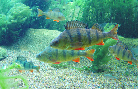 Adult perch in the Baltic Sea August 23, 2004. Courtesy Peter Eklov/Eurekalert.org/Handout via REUTERS