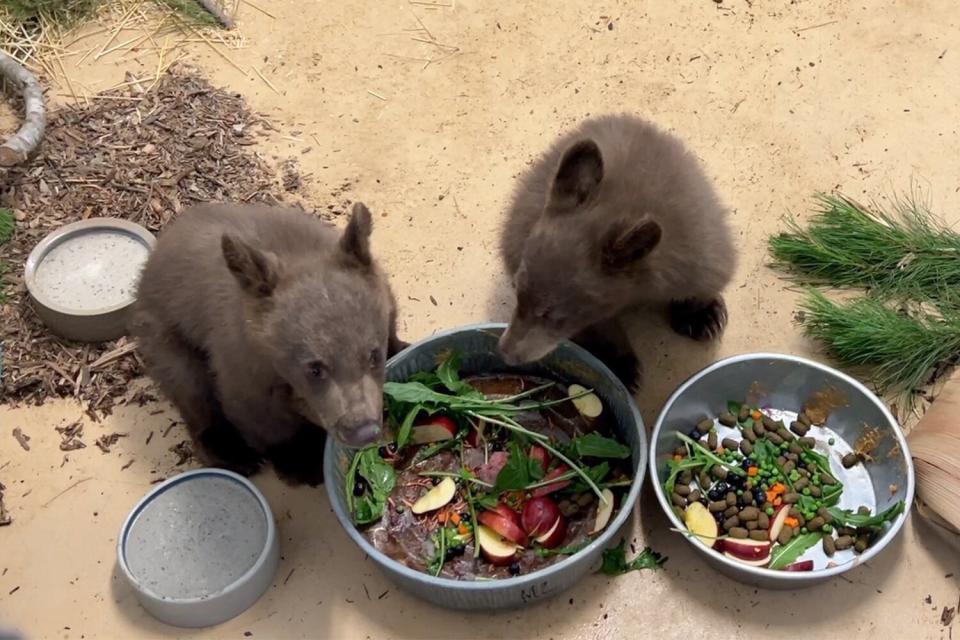 Orphaned Bear Cubs Find New Home