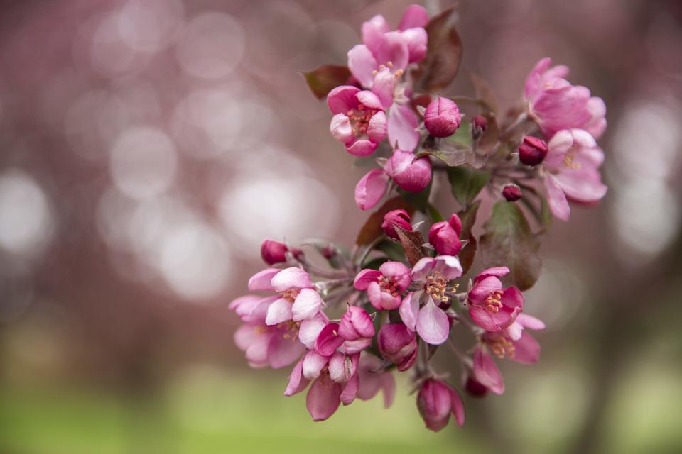 Crabapple trees are blooming.