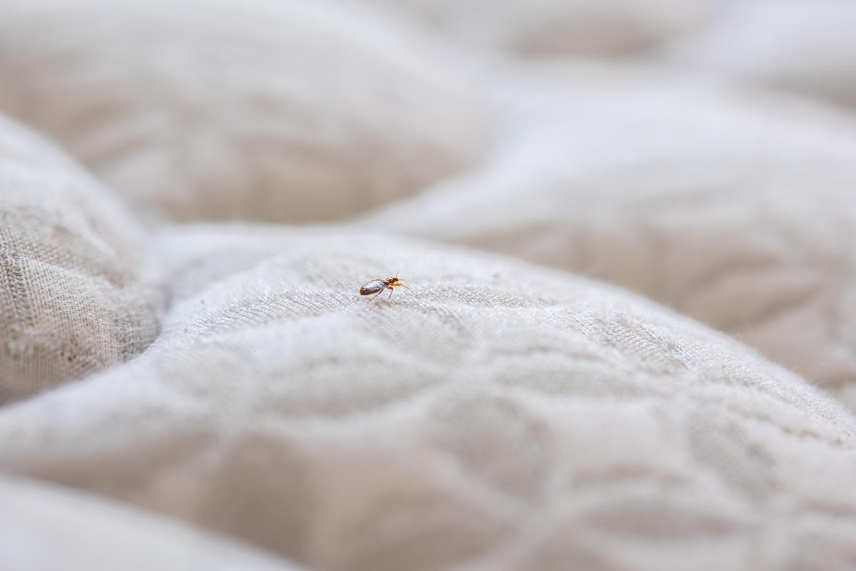 Paris bed bugs How long do bed bugs live for, how to get rid of bed