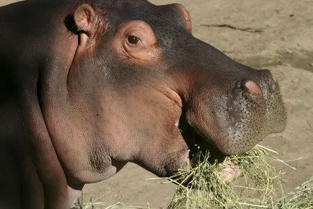 A handout by Denver Zoo shows Bertie, a 58-year-old male hippopotamus, the Zoo's longest resident, in this image released on May 4, 2015. REUTERS/Denver Zoo/Handout via Reuters