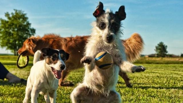 San Francisco 49ers have the NFL's 1st-ever support dog, and she's too cute  - Good Morning America