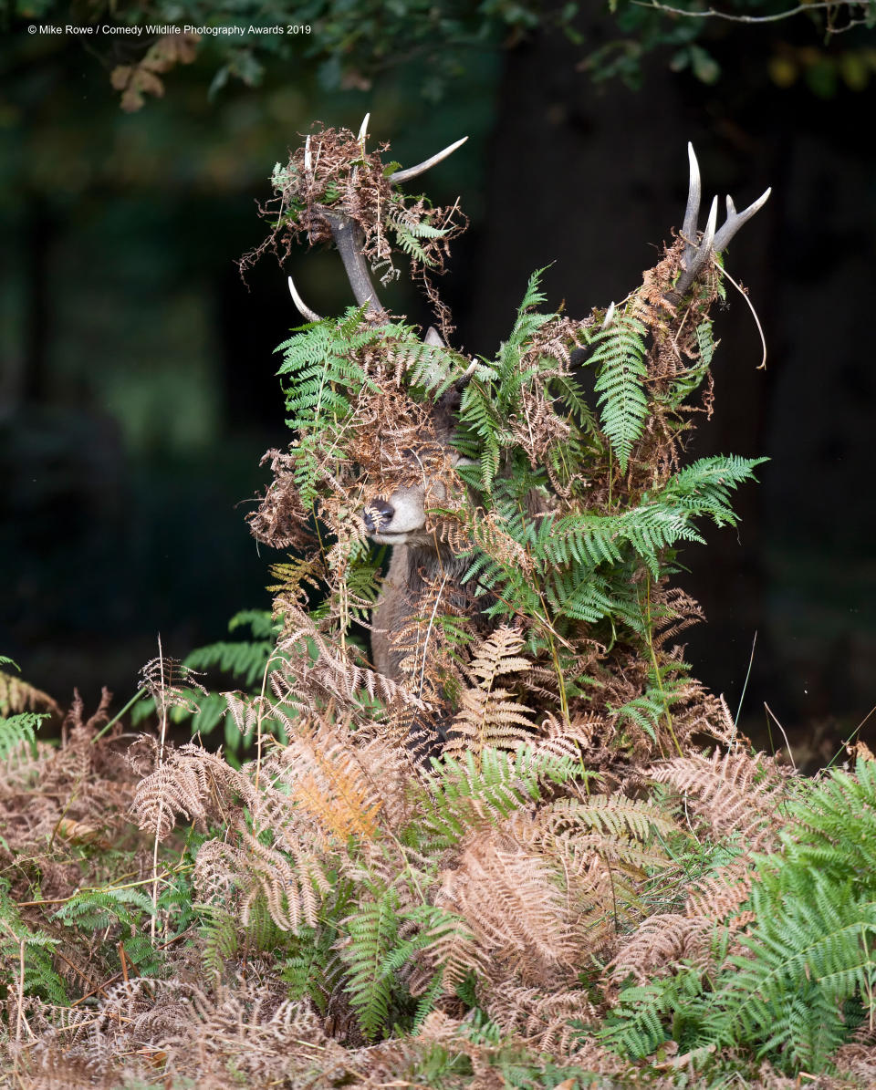 Un cervo inglese che cerca di mimetizzarsi, con scarsi risultati ©Mike Rowe / Comedy Wildlife Photography Awards 2019