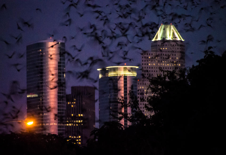 A colony of Mexican free-tailed bats emerges at dusk from under the Waugh Bridge in downtown Houston in 2013. (Photo: Norm Lanier via Flickr)