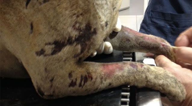 Jack's injuries were too severe and he had to be put down. Source: RSPCA WA